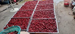 사천시향촌동 돼지띠님의 고추 · 일상 작성글 사진