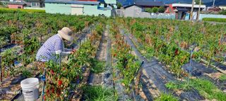 사천시향촌동 돼지띠님의 고추 · 일상 작성글 사진