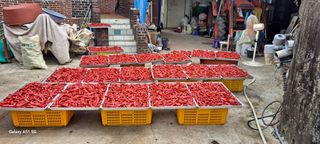 사천시향촌동 돼지띠님의 고추 · 일상 작성글 사진