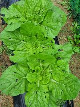 팜모닝 고추·영농일지 게시글 이미지