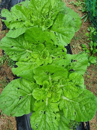 김종호님의 고추 · 영농일지 작성글 사진