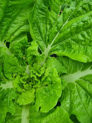 김종호님의 고추 · 영농일지 작성글 사진