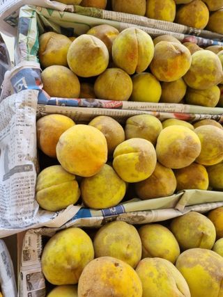 세종 연서 고복댁님의 복숭아 · 병해충상담 작성글 사진