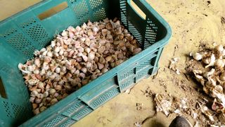 감농사및복합작물님의 가을 농사계획 알려주세요🍁 · 참여글 작성글 사진