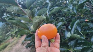 감농사및복합작물님의 가을 농사계획 알려주세요🍁 · 참여글 작성글 사진