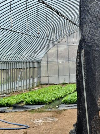 꿈드림뜨락님의 배추 · 일상 작성글 사진