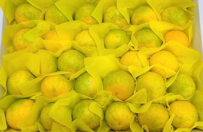 선물차롱님의 장터 판매 상품 [황금향 선물용.실속형] 첨부 사진