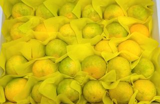 선물차롱님의 작성글 사진