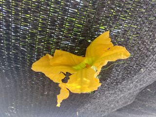 알 수 없음님의 호박 · 영농일지 작성글 사진