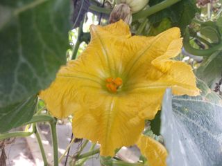 알 수 없음님의 호박 · 영농일지 작성글 사진