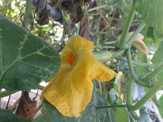 알 수 없음님의 호박 · 영농일지 작성글 사진