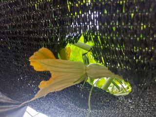 알 수 없음님의 호박 · 영농일지 작성글 사진