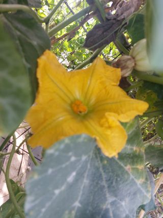 알 수 없음님의 호박 · 영농일지 작성글 사진