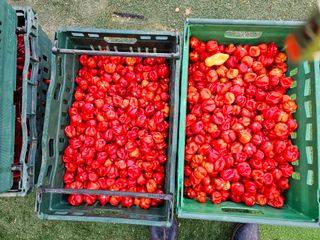 주명숙님의 고추 · 품종•종자 작성글 사진