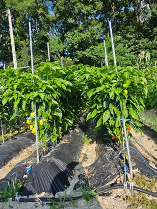 주명숙님의 고추 · 품종•종자 작성글 사진