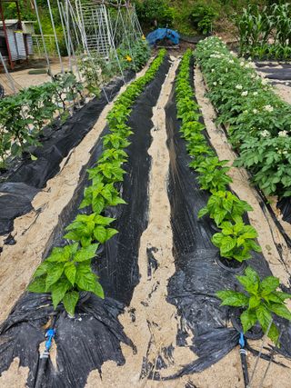 주명숙님의 고추 · 품종•종자 작성글 사진