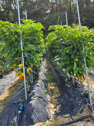 주명숙님의 고추 · 품종•종자 작성글 사진