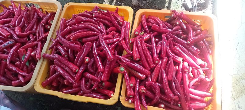 강화도농민님의 장터 판매 상품 [강화고추가루6키로] 첨부 사진