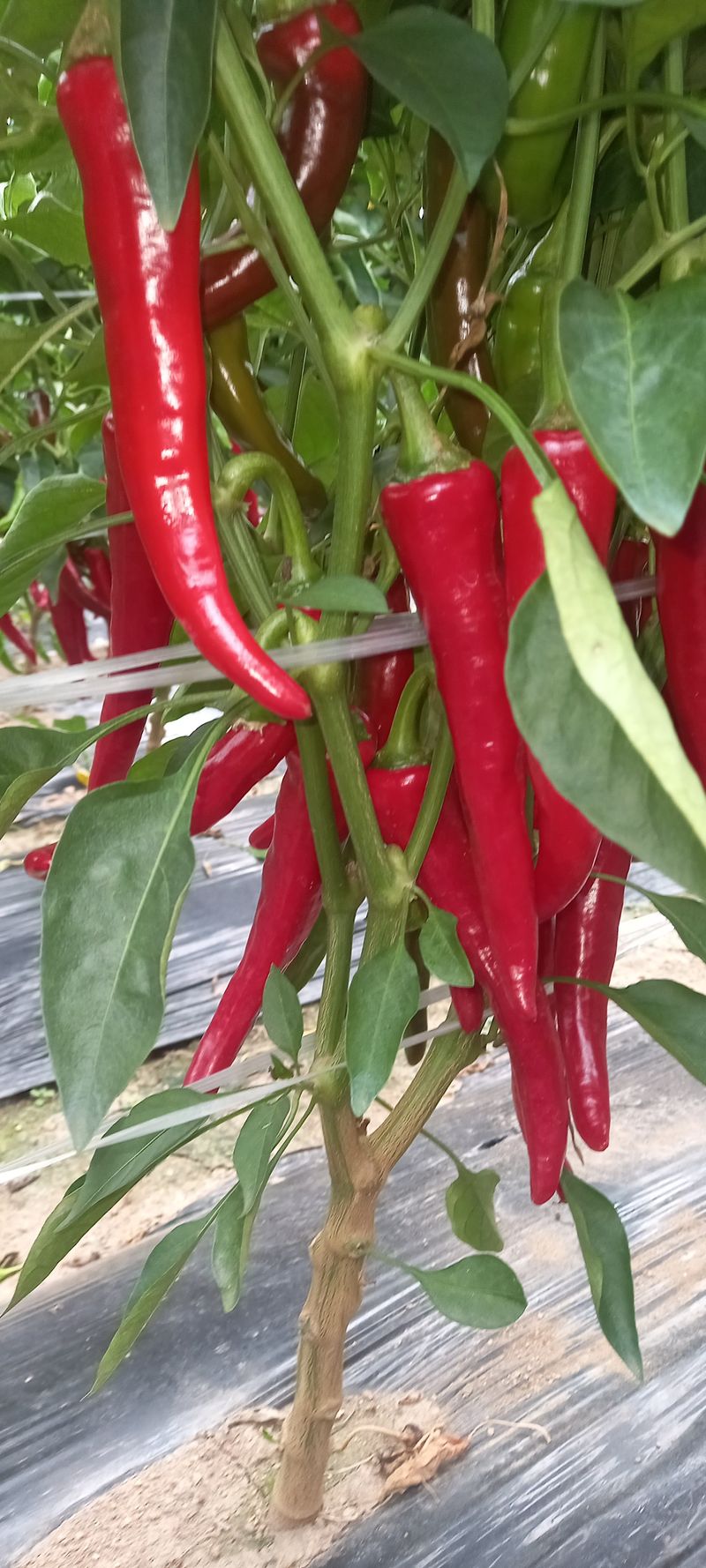 강화도농민님의 장터 판매 상품 [강화고추가루6키로] 첨부 사진