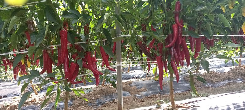 강화도농민님의 장터 판매 상품 [강화고추가루6키로] 첨부 사진