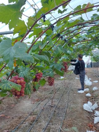 전성란님의 포도 · 자유게시판 작성글 사진