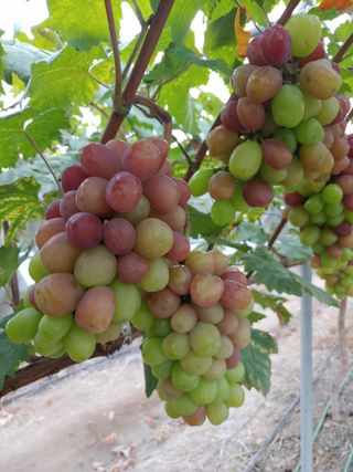 전성란님의 포도 · 자유게시판 작성글 사진