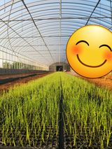 팜모닝 양파·자유게시판 게시글 이미지