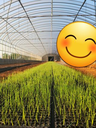 정희원 님의 양파 · 자유게시판 작성글 사진