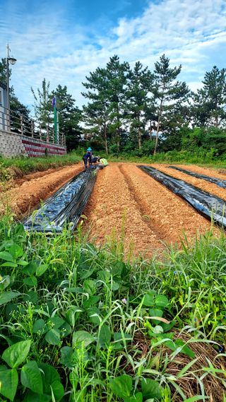오남현님의 가을 농사계획 알려주세요🍁 · 참여글 작성글 사진
