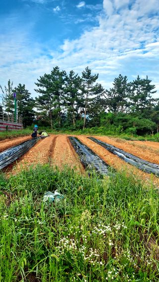 오남현님의 가을 농사계획 알려주세요🍁 · 참여글 작성글 사진