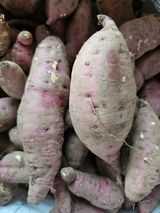 팜모닝 고구마·자유게시판 게시글 이미지