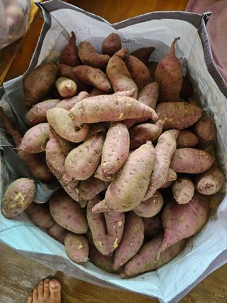 조순귀창원성산구사파님의 고구마 · 자유게시판 작성글 사진