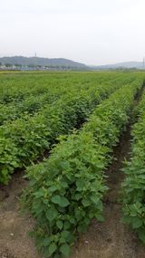 팜모닝 들깨·자유게시판 게시글 이미지