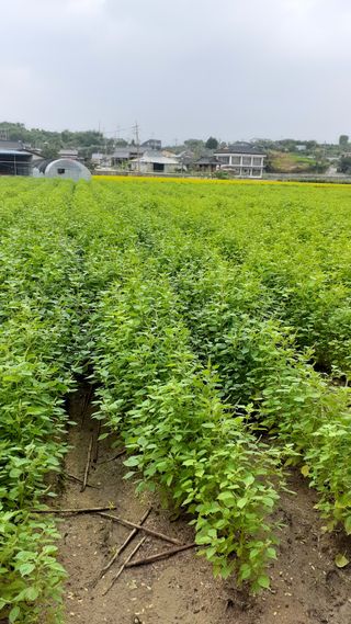 송광만님의 들깨 · 자유게시판 작성글 사진