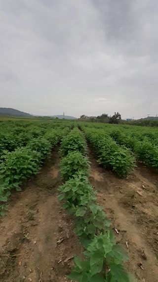 송광만님의 들깨 · 자유게시판 작성글 사진