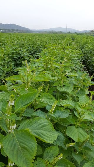 송광만님의 들깨 · 자유게시판 작성글 사진