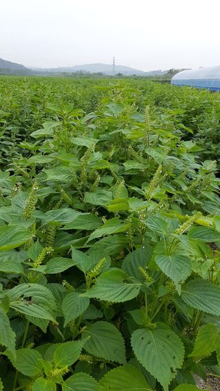 송광만님의 들깨 · 자유게시판 작성글 사진