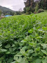 팜모닝 들깨·자유게시판 게시글 이미지