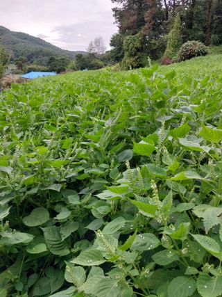 오영균 님의 들깨 · 자유게시판 작성글 사진