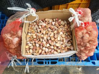 들꽃농장님의 마늘 · 마늘 쪽 비대기 작성글 사진