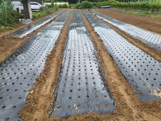 들꽃농장님의 마늘 · 마늘 쪽 비대기 작성글 사진