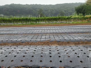 들꽃농장님의 마늘 · 마늘 쪽 비대기 작성글 사진