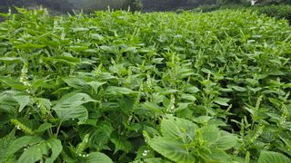 조병대님의 들깨 · 자유게시판 작성글 사진