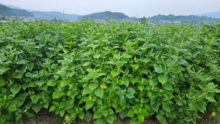 조병대님의 들깨 · 자유게시판 작성글 사진