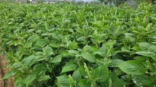 조병대님의 들깨 · 자유게시판 작성글 사진