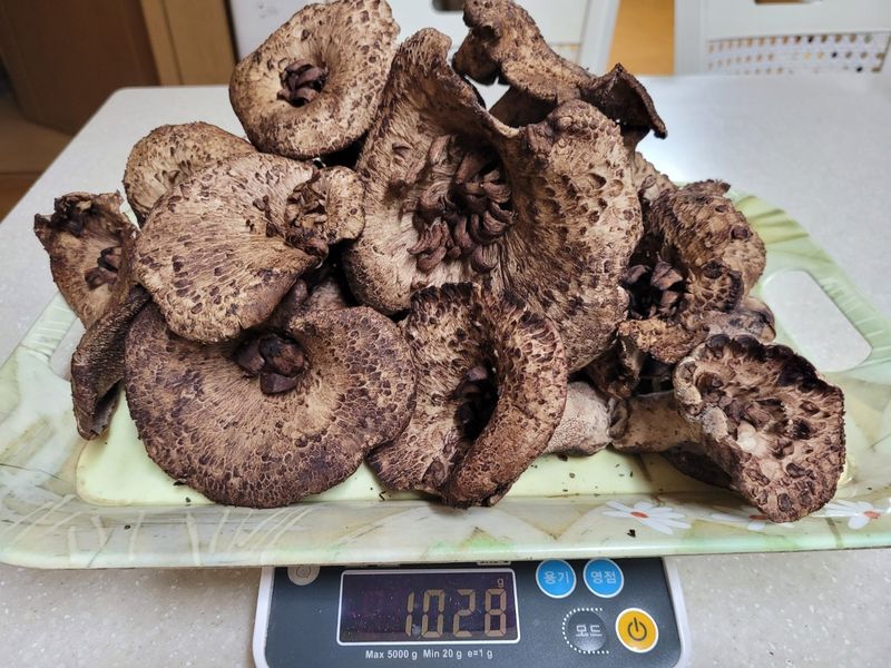 장터 상품 [자연산 능이 1키로] 썸네일