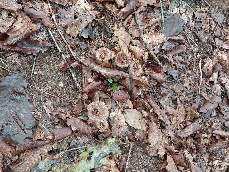 김봉호님의 장터 판매 상품 [자연산 능이 1키로] 첨부 사진
