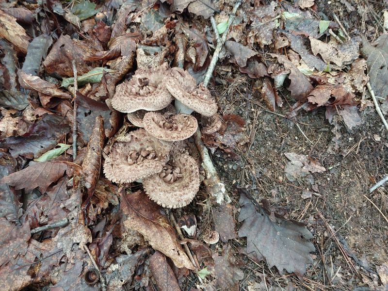 김봉호님의 장터 판매 상품 [자연산 능이 1키로] 첨부 사진