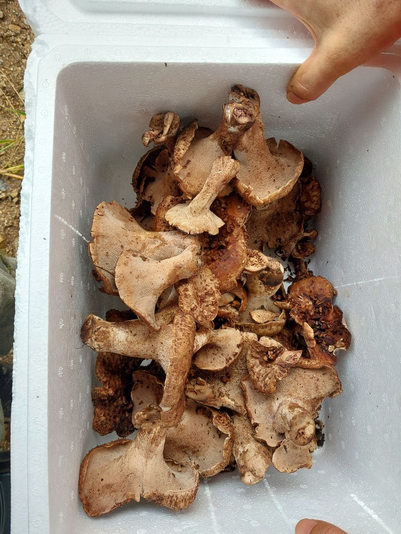 김봉호님의 장터 판매 상품 [자연산 능이 1키로] 첨부 사진