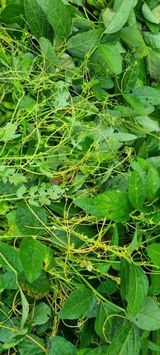 팜모닝 콩·자유게시판 게시글 이미지